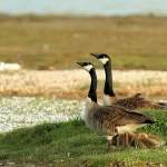 Grote canadese gans Grote canadese gans