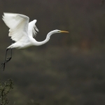 Grote zilverreiger Grote zilverreiger