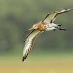 Grutto Grutto