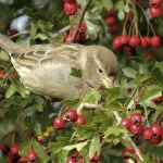 Huismus Huismus
