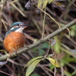 IJsvogel IJsvogel