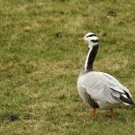 Indische gans Indische gans