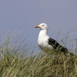 Kleine mantelmeeuw Kleine mantelmeeuw