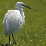 Kleine zilverreiger Kleine zilverreiger