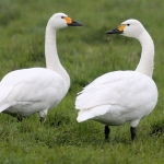Kleine zwaan Kleine zwaan