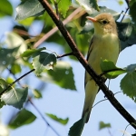 Spotvogel Spotvogel