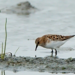 Temmincks strandloper Temmincks strandloper