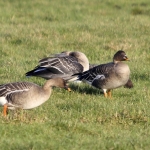 Toendrarietgans Toendrarietgans