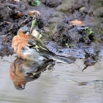 Vink man Vink man