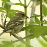 Vink vrouw Vink vrouw