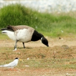 Dwergstern met Witbuikrotgans Dwergstern met Witbuikrotgans