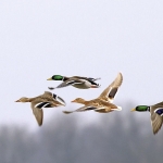 Wilde eend Wilde eend