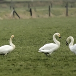 Wilde zwaan Wilde zwaan