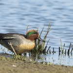 Wintertaling Wintertaling
