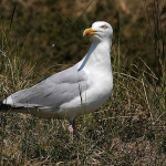 Zilvermeeuw Zilvermeeuw