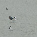 Zwarte ibis Zwarte ibis