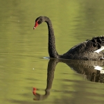 Zwarte zwaan Zwarte zwaan