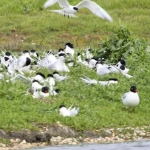 Zwartkopmeeuw Zwartkopmeeuw