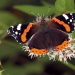 Atalanta Atalanta