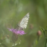 Groot geaderd witje Groot geaderd witje
