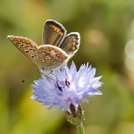 Icarusblauwtje vrouw Icarusblauwtje vrouw