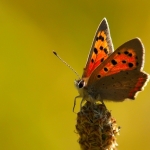 Kleine vuurvlinder Kleine vuurvlinder