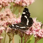 Landkaartje Landkaartje