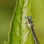 Blauwe breedscheenjuffer Blauwe breedscheenjuffer