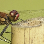 Bloedrode heidelibel man Bloedrode heidelibel man