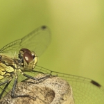 Bloedrode heidelibel vrouw Bloedrode heidelibel vrouw