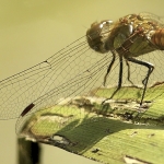 Bruinrode heidelibel vrouw Bruinrode heidelibel vrouw