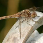 Steenrode heidelibel vrouw Steenrode heidelibel vrouw