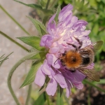 Boomhommel Boomhommel