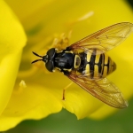 Grote fopwesp Grote fopwesp