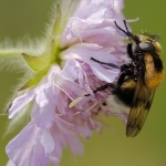 Hommelreus Hommelreus