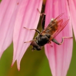 Korte bladloper Korte bladloper