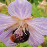 Steenhommel Steenhommel