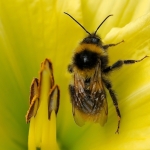 Tuinhommel Tuinhommel