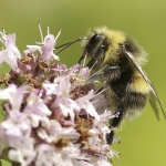 Veldhommel Veldhommel