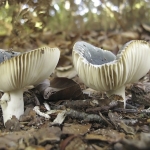 Berijpte russula Berijpte russula