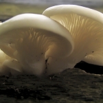 Bleke oesterzwam Bleke oesterzwam