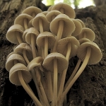 Bundel mycena Bundel mycena
