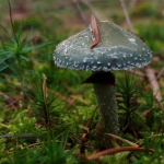 Echte kopergroenzwam Echte kopergroenzwam