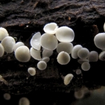 Franjekelkje spec Franjekelkje spec
