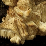 Gelobde pruikzwam (zeldzaam) Gelobde pruikzwam (zeldzaam)