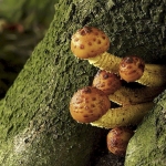 Goudvliesbundelzwam Goudvliesbundelzwam