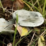 Groene anijstrechterzwam Groene anijstrechterzwam