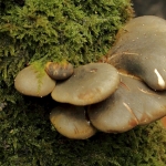 Groene schelpzwam Groene schelpzwam