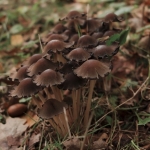 Grote kale inktzwam Grote kale inktzwam