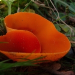Grote oranjebekerzwam Grote oranjebekerzwam